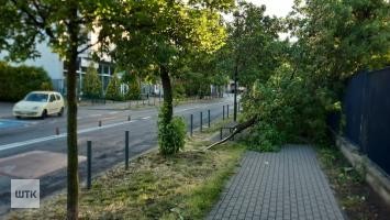 Krajobraz po burzy. Połamane drzewa, część Poznania bez prądu