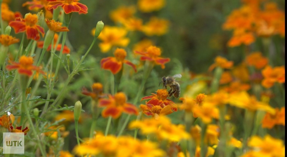 Pszczoły pod specjalnym nadzorem